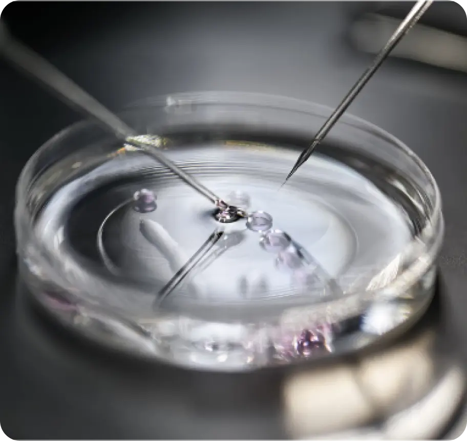 An image related to assisted reproduction.